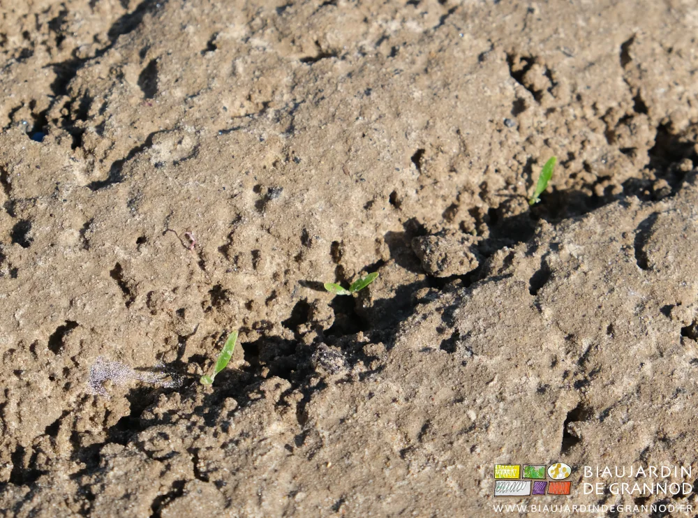 photo proche de plantules de panais levées et bien vertes