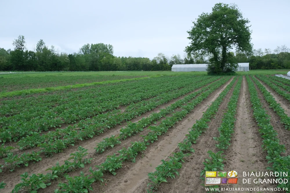 Photo des planches mouillées et tassées par les pluies dans le carré de pommes de terre
