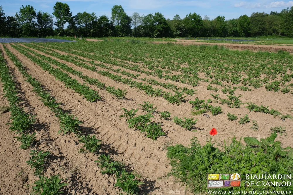 Photo des carrés de pomme de terre binés un coquelicot en fleur en bout de rangs
