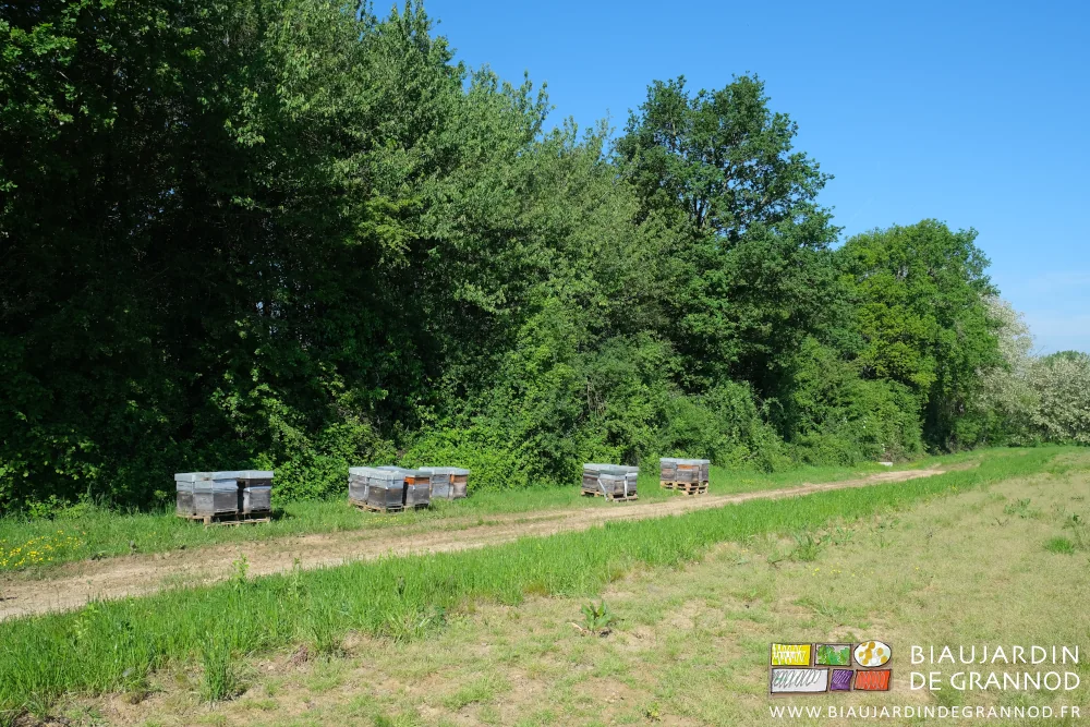 Photo des ruches rangées le long de notre petit bois à coté d’une parcelle en légumes