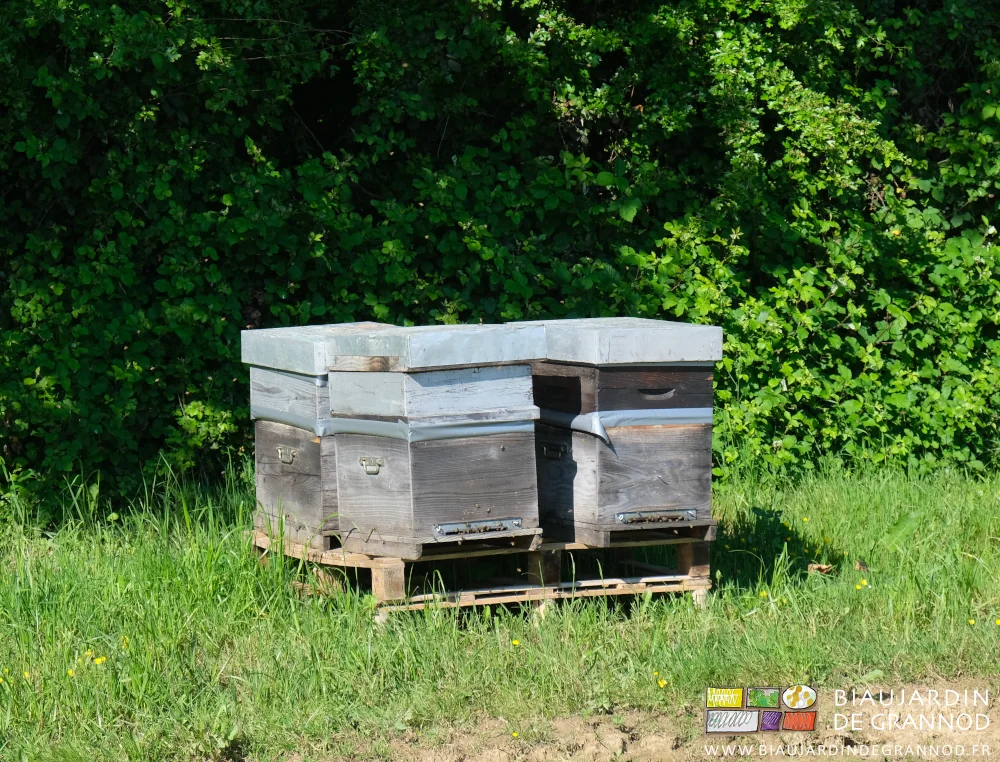 Photo des abeilles dorées de soleil sur fond d’ombre et de bocage