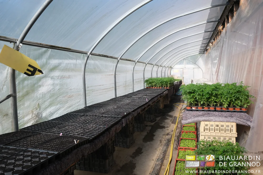 photo des tablettes de plants dans la serre solaire