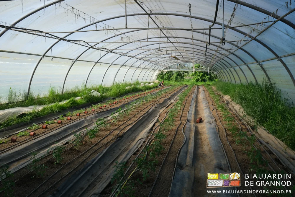 Photo ensoleillée de Émilie repiquant les tomates dans le tunnel qui était préparé