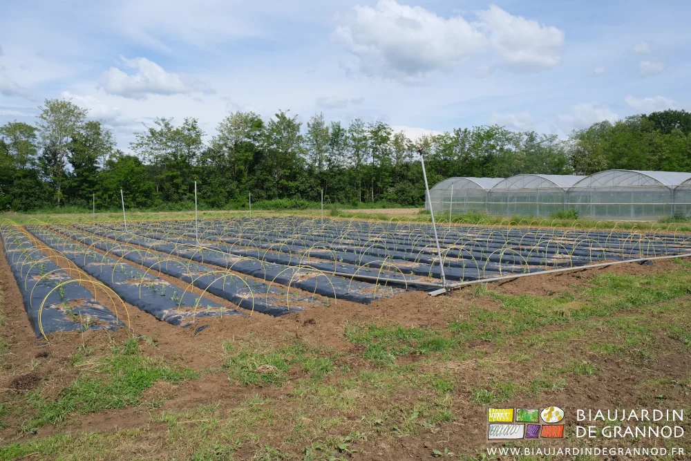 Photo des aubergines et poivrons équipés d’arceaux jaune fibrés en attente de voile thermique