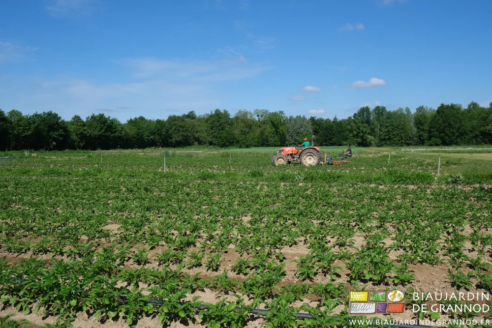 photo de la bineuse guidée attelée au tracteur buttant légèrement les carrés de pomme de terre