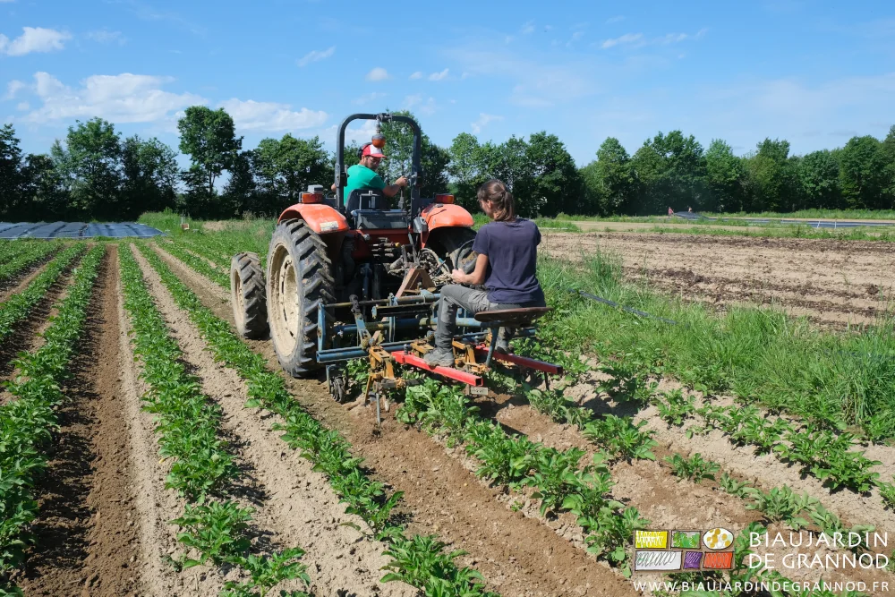 Photo du mini buttage réalisé par Émilie guidant la Schmotzer avec Matthieu au tracteur