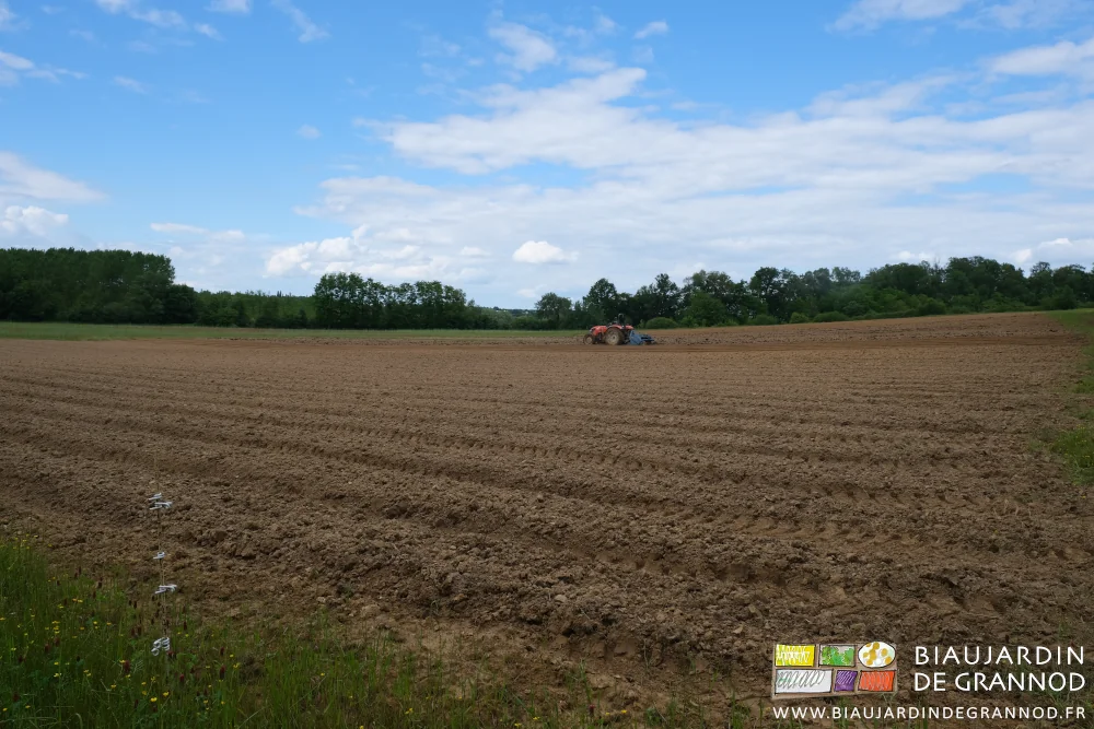 photo d'ensemble de la grande parcelle de courges en cours de préparation finale