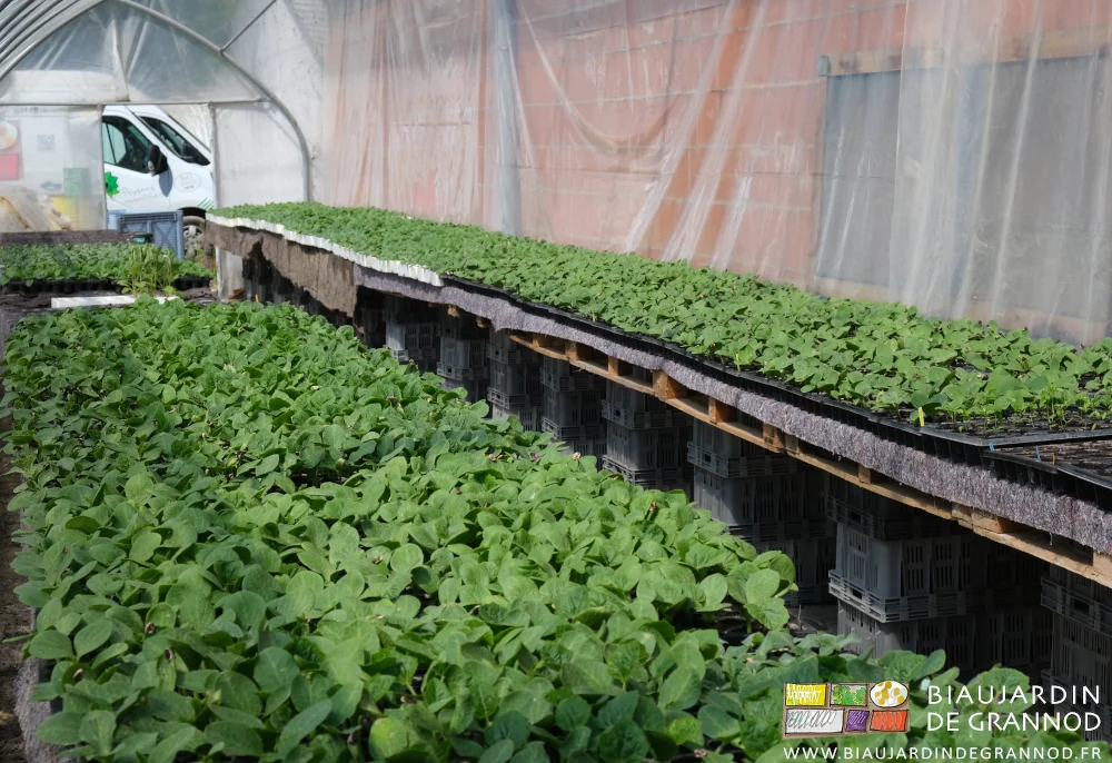 photo d'ensemble des plants de courge sur tablette dans la serre solaire