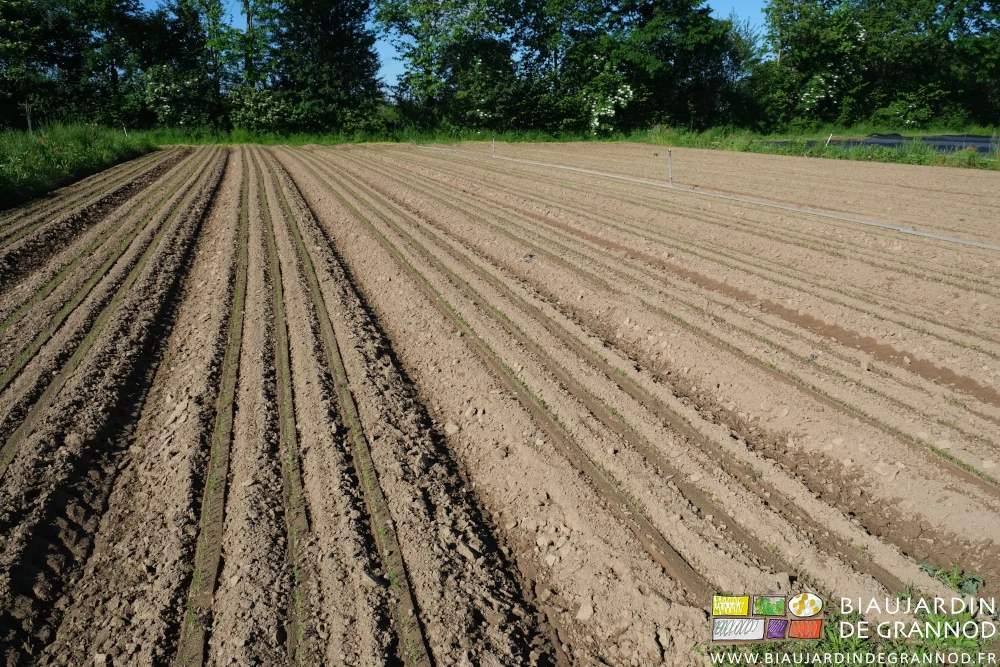 Photo des entre rangs bien binés jusqu’à proximité des rangs de carotte