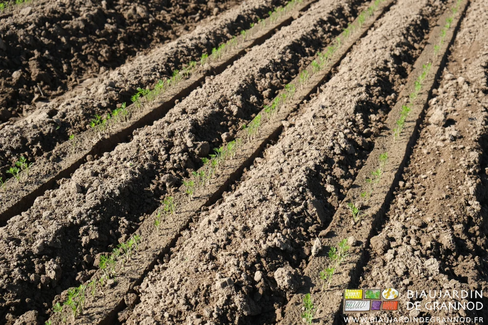 Photo proche des très jeunes carottes binées mécaniquement jusqu’à 4 centimètres du rang