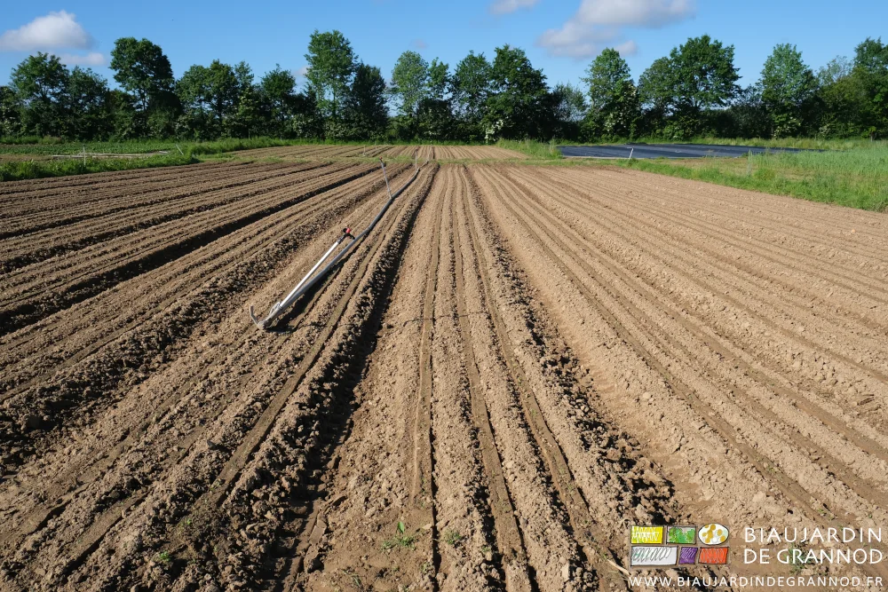 photo d'ensembles des carrés de panais et carotte bien levés après binage
