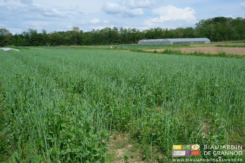 Photo d’engrais vert à base de féverole et céréale arrivant à hauteur des cuisses
