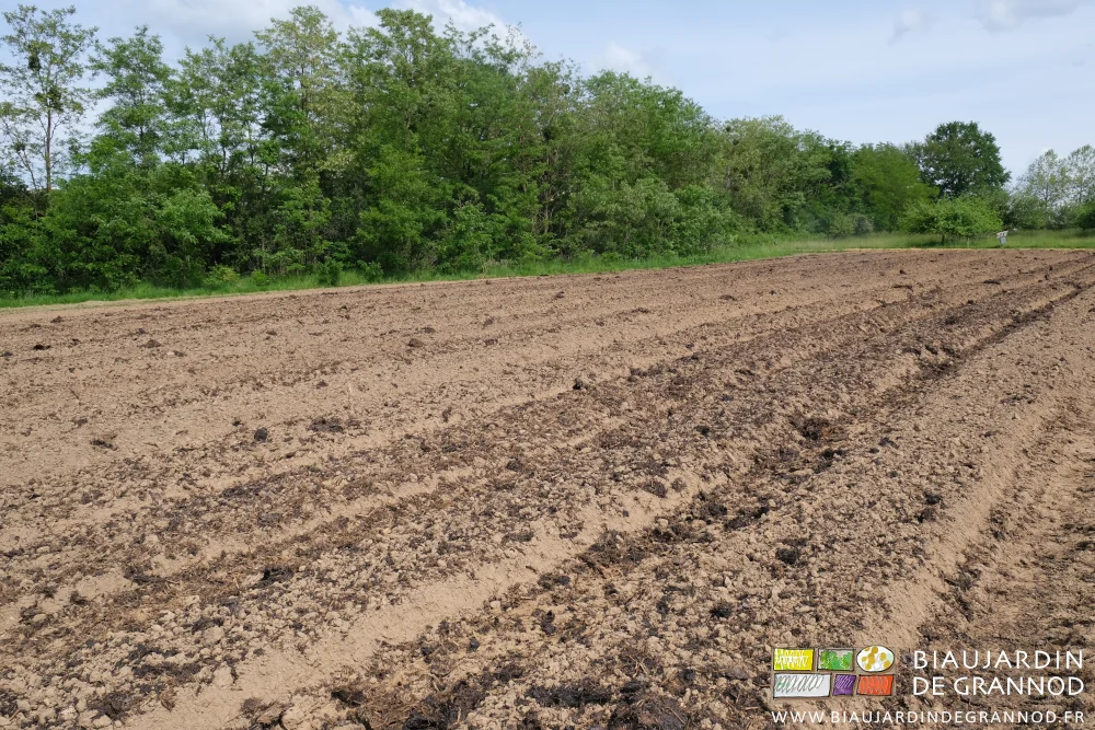 photo d'un carré aux planches couvertes de fumier mélangé grossièrement à la terre