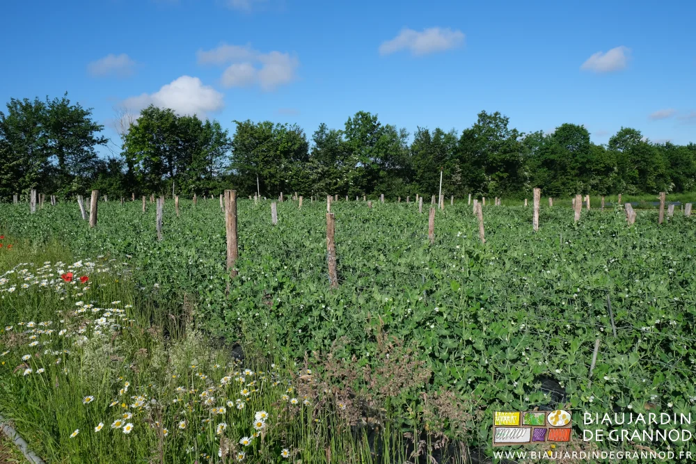Photo du carré des pois palissés sur leur grillage tenu par des piquets acacia maison