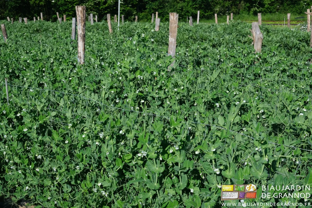 Photo proche du petit pois bien fleuri et ses gousses encore plates