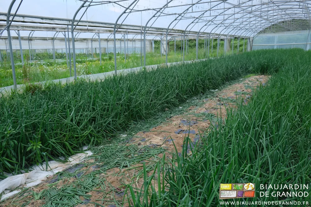 Photo du tunnel d’oignon botte, une planche en cours de récolte