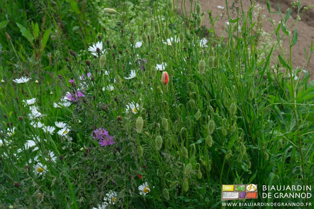 photo de coquelicot s’ouvrant au milieu de marguerite et centaurée