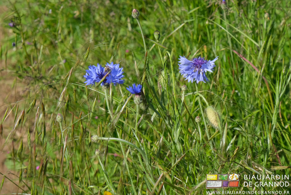 photo de bleuet en fleur dans une bande fleurie pour auxiliaires