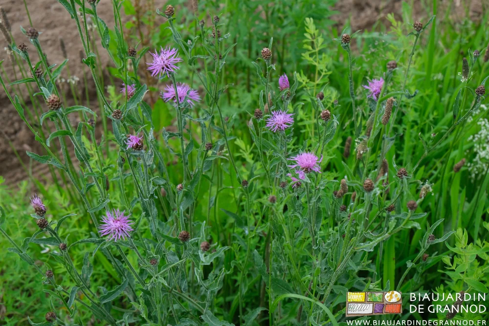 photo des fleurs mauves de la centaurée jacée
