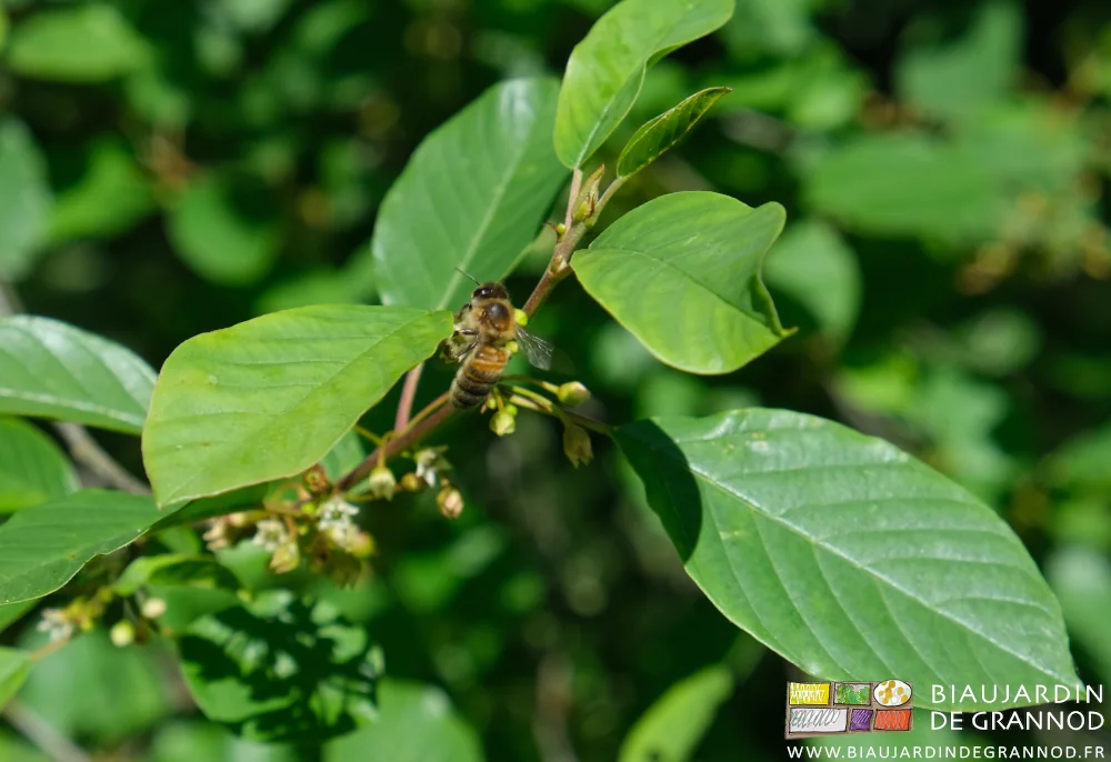 photo de bourdaine butinée