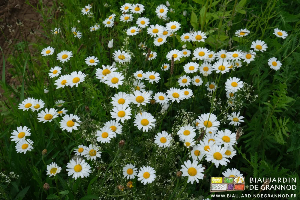 photo d'une belle touffe de marguerites bien épanouies