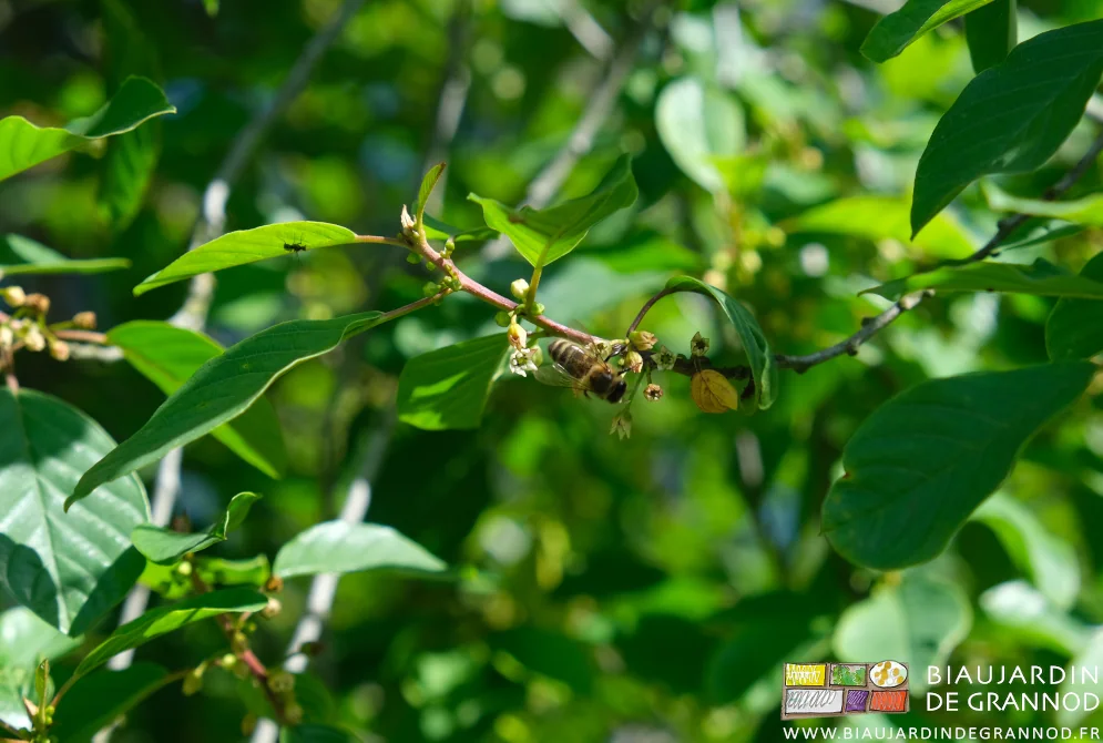 photo de fleur de bourdaine visitée