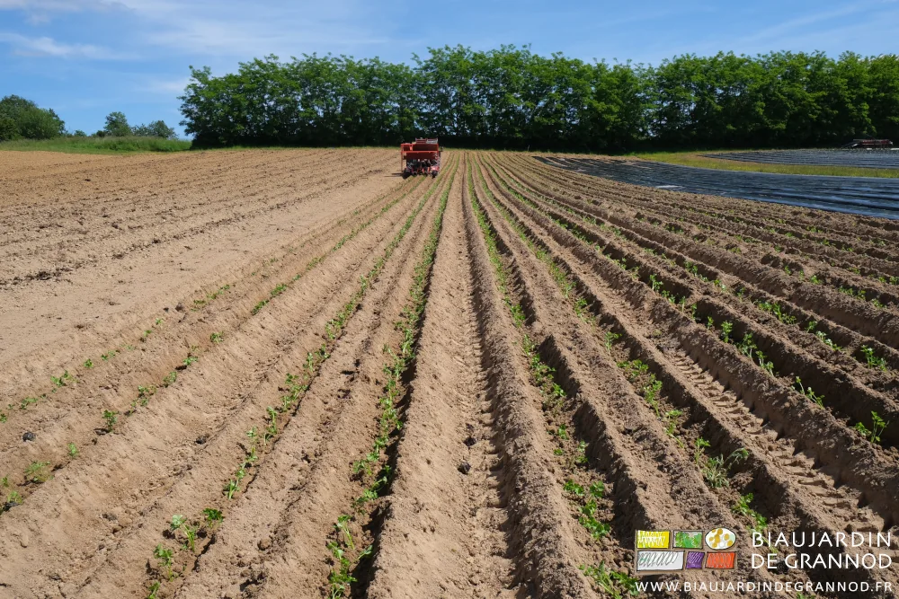 Photo en alignement des rangs de céleri repiqués sur planches permanentes