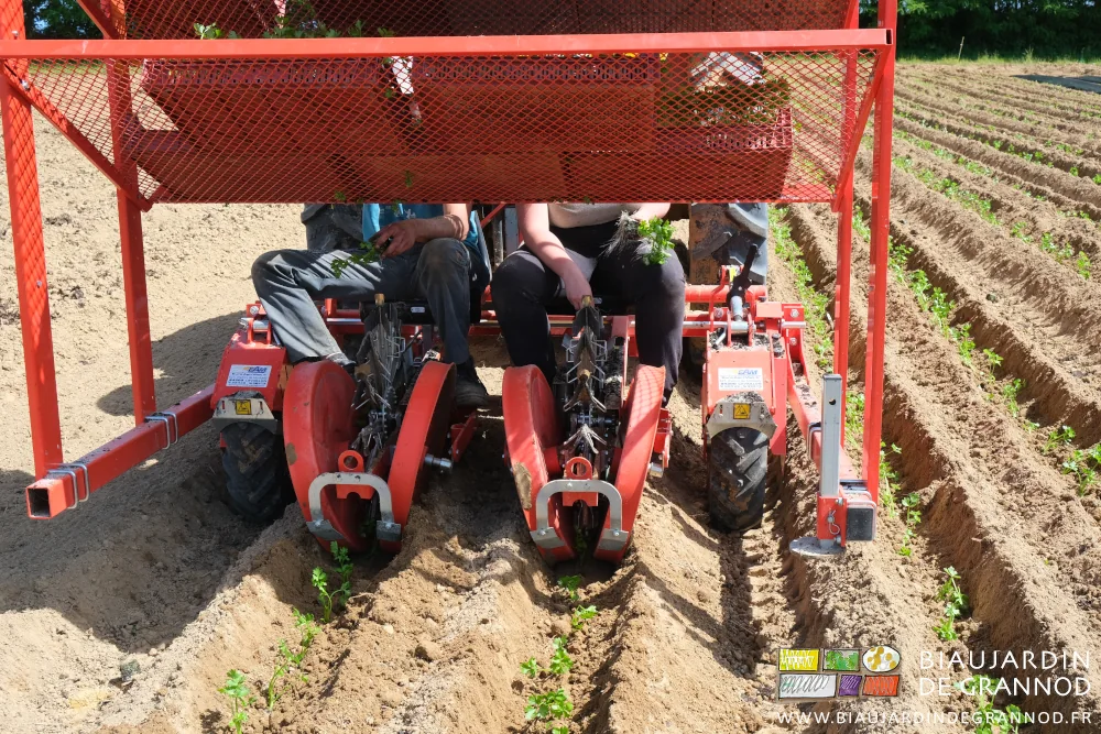 photo de l'alimentation manuelle des pinces de la planteuse à 2 rangs