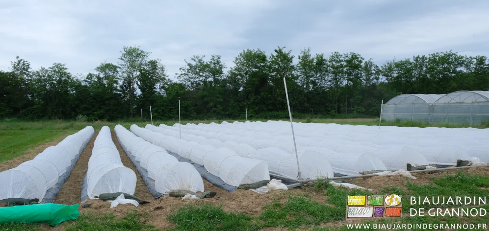 photo des planches couvertes individuellement d'un voile thermique dans le carré d'aubergine