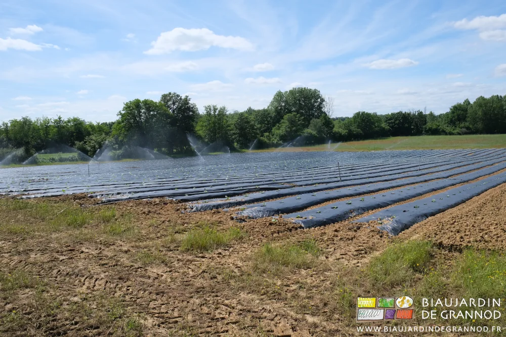 photo de la parcelle de courges en cours d'arrosage