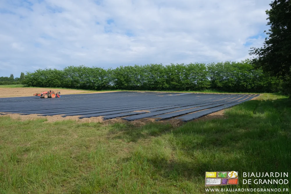 Photo d’ensemble de la parcelle de courge entourée de haies et prairie