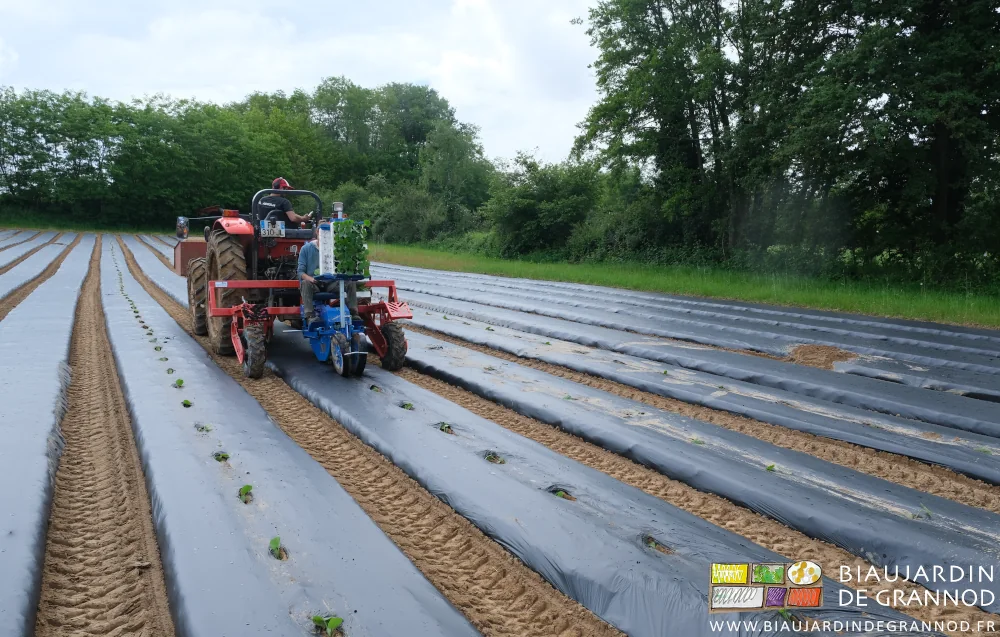 Photo de Émilie au travail sur la planteuse qui perce le film pour repiquer les mottes de courge