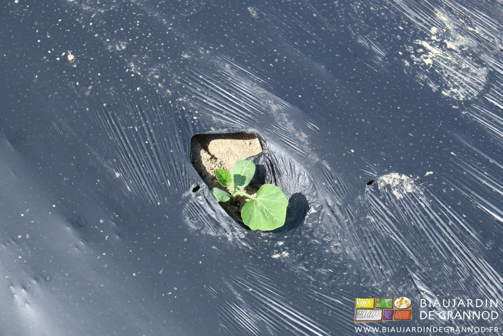 Photo proche d’un plant de courge repiqué en terre au milieu du film biodégradable