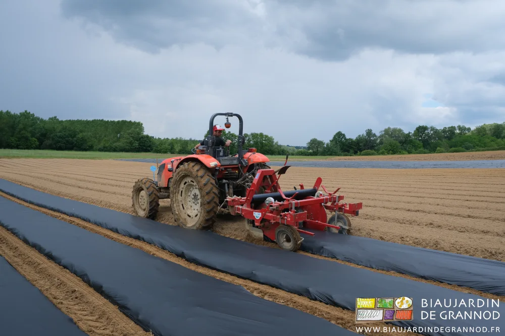 Photo de la dérouleuse qui tend sur la planche et enterre les bords du film biodégradable