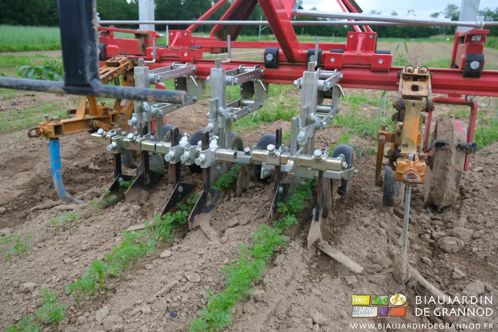 Photo des lames, dents, disques et roues des élément bineurs Duo chevauchant les rangs de carotte