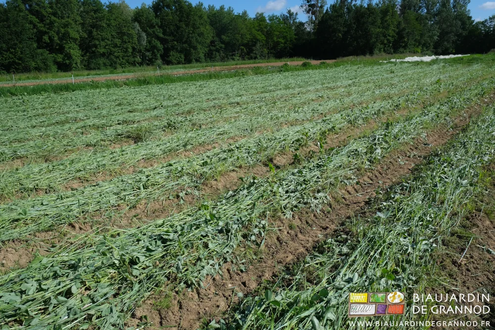 Photo de mélange vesce trèfle seigle couché et grossièrement plié par les pattes de l’outil