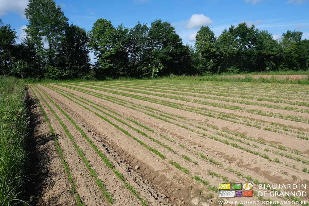 Photo sur fond de haie bocagère du carré de carotte consciencieusement biné de près