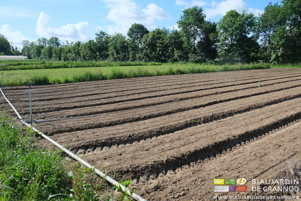 Photo du semis de carotte juste débâché sans aucune adventice quand les carottes lèvent