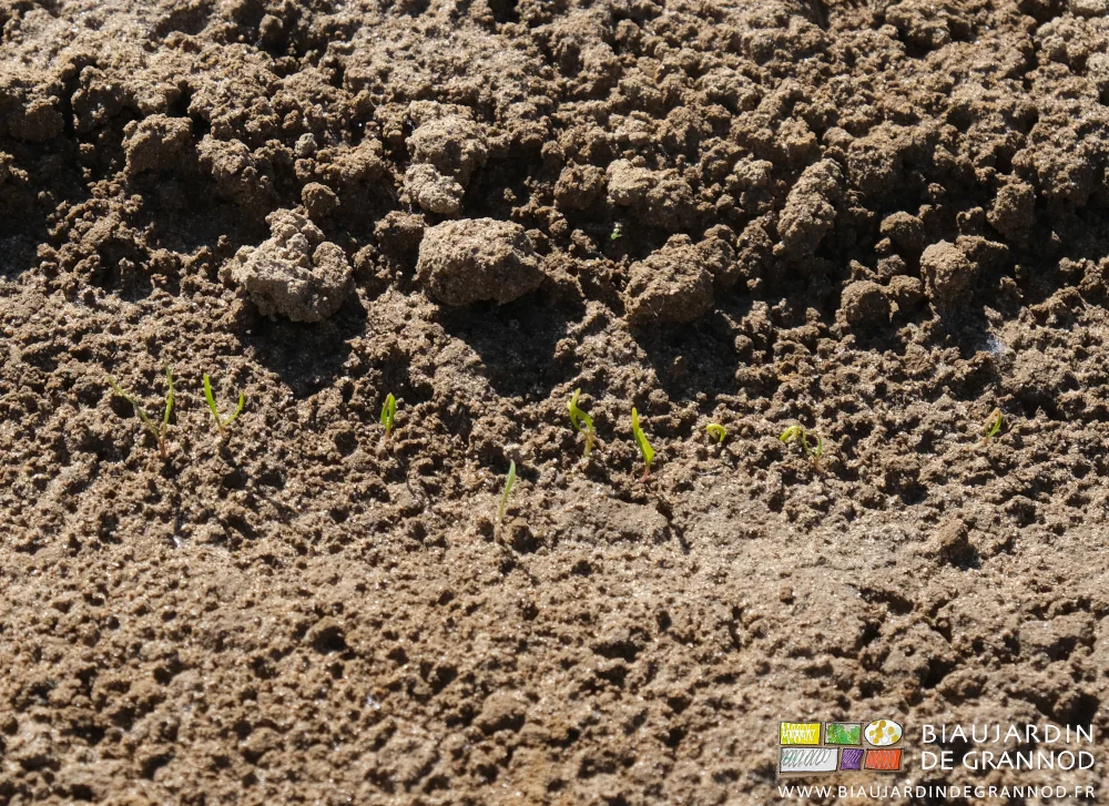Photo très proche d’une dizaine de plantules de carottes justes sorties de terre