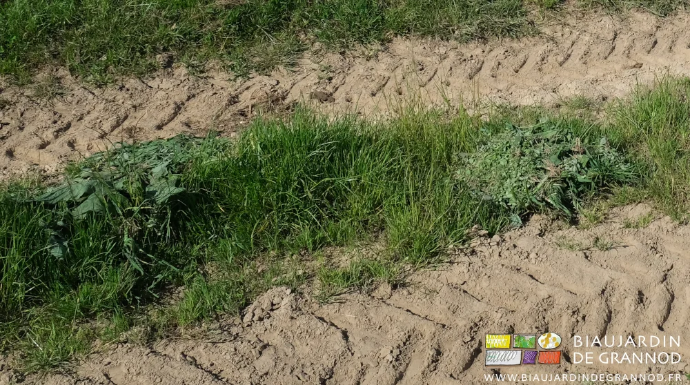 photo de petits tas d'adventices séchant dans l'herbe de l'allée de circultaion