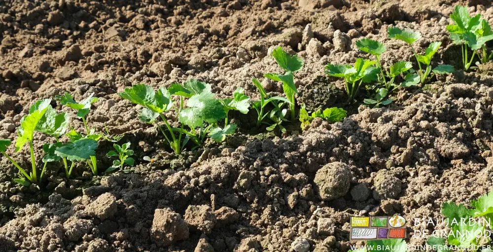 photo proche des adventices en développement sur le rang de panais