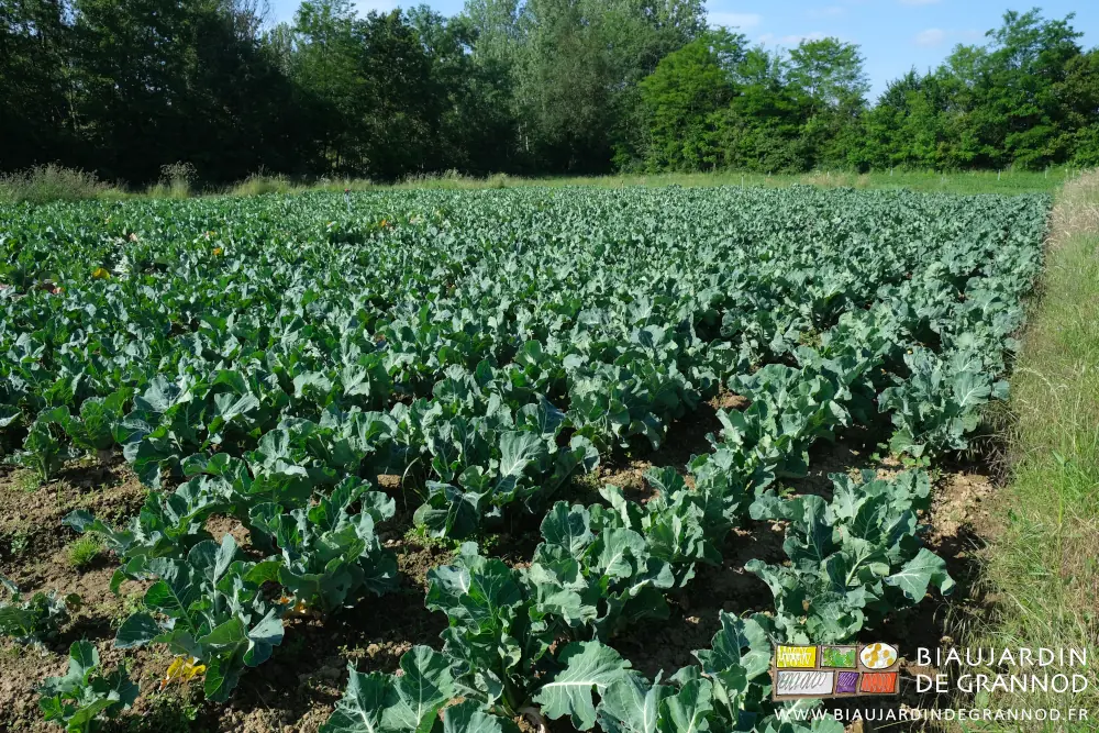 photo du carré des chou-fleurs en plein développement