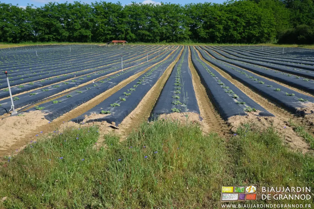 photo du carré de courges qui redémarrent fort