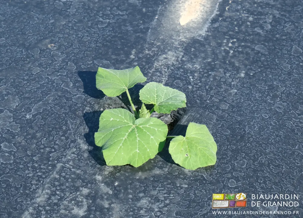 photo d'un plant de courge bien établi en pleine terre