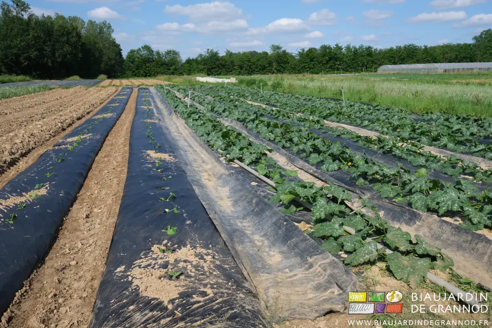 photo de l'échelonnement des courgettes en plein champ