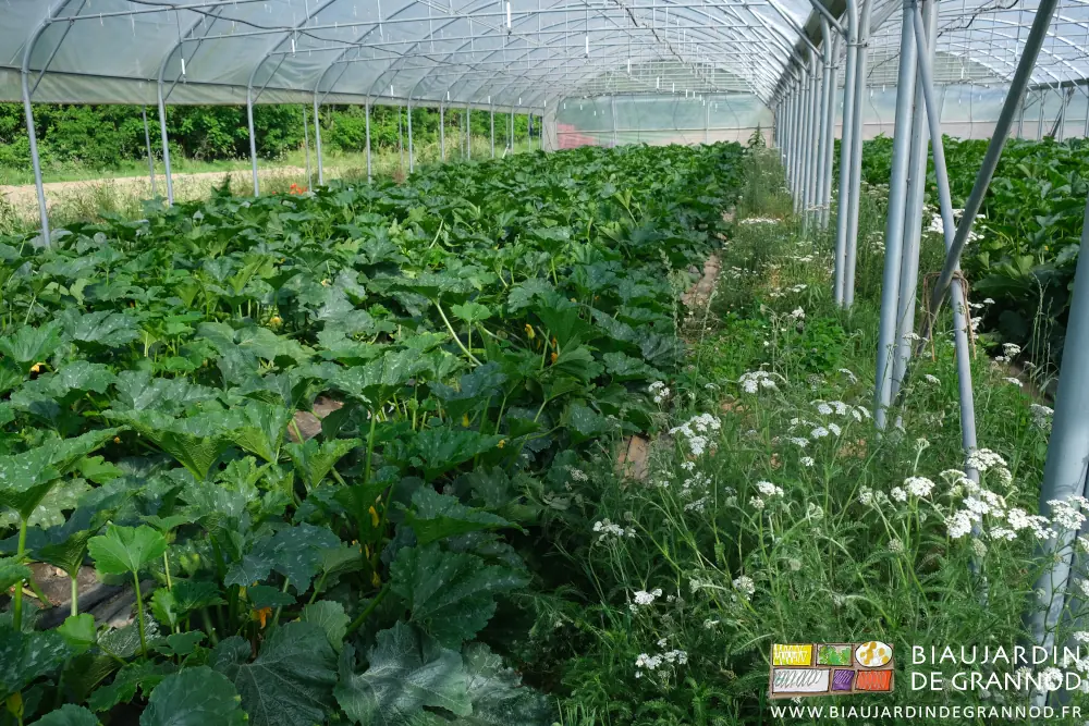 photo d'une chapelle de courgette longée de coquelicot rouge et achillée blanche
