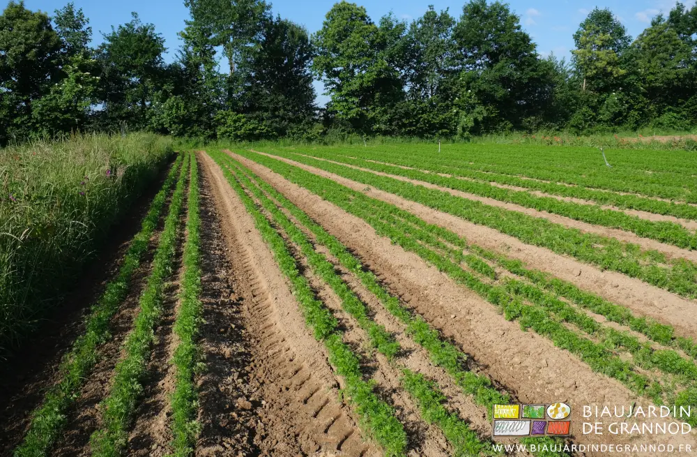 photo du carré de carottes au feuillage de plus de 10 centimètres
