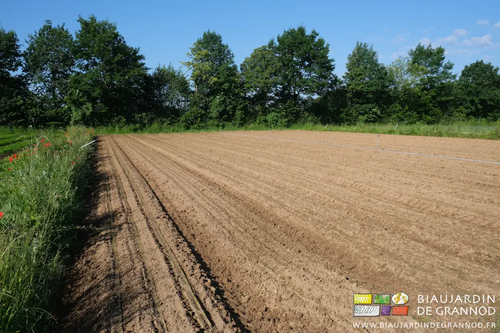 photo d'ensemble des 16 planches du carré de carotte après binage