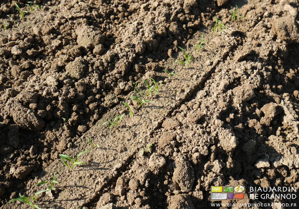 photo proche des plantules de carotte en développement et binées de près