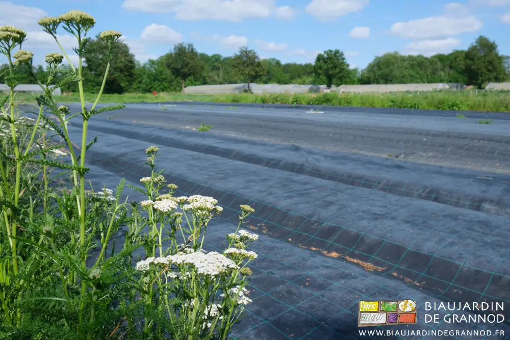 photo de l'achillée d'une bande fleurie au bord d'un carré occulté